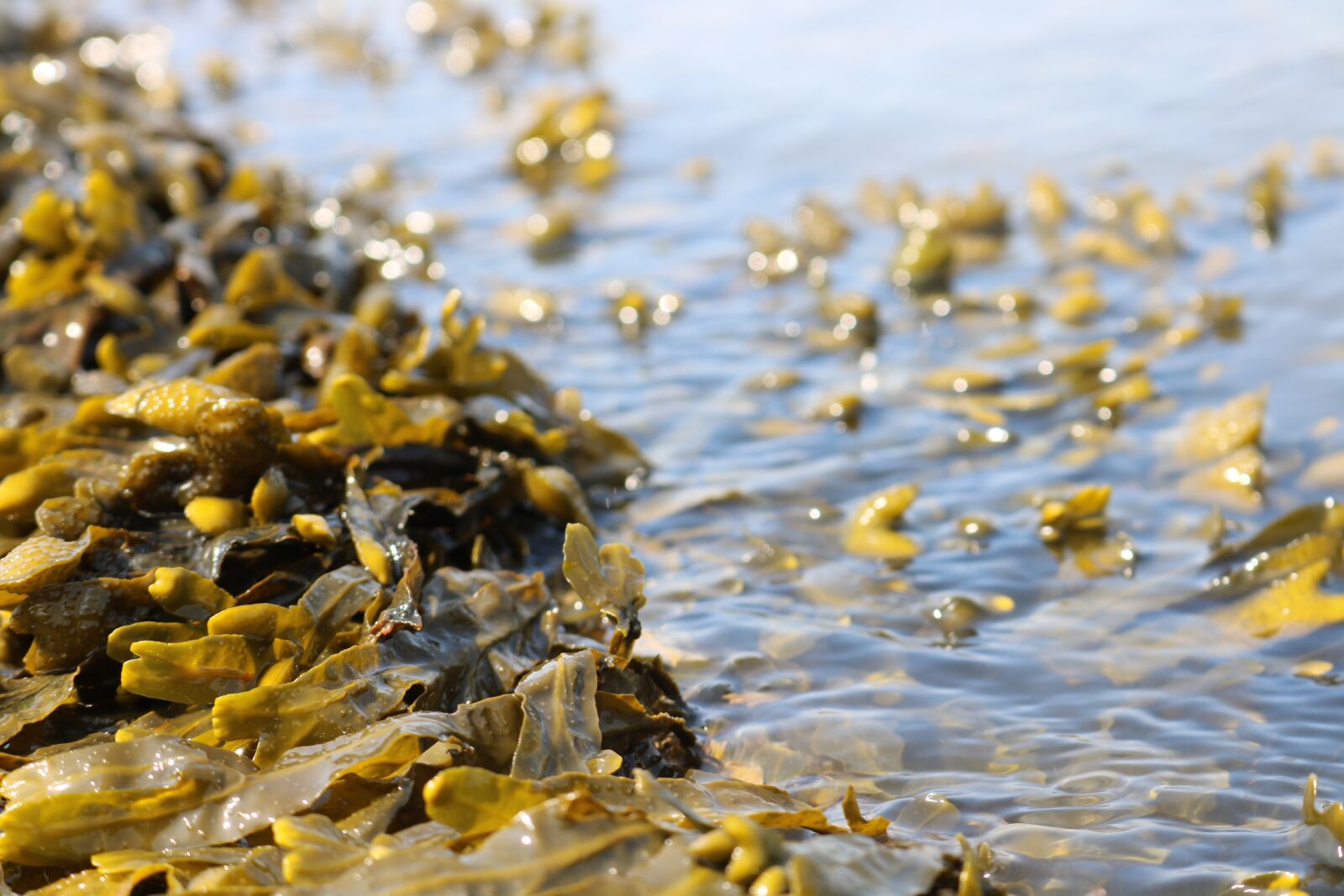 Canon EOS 750D (EOS Rebel T6i / EOS Kiss X8i) sample photo. Seaweed, sea, water photography