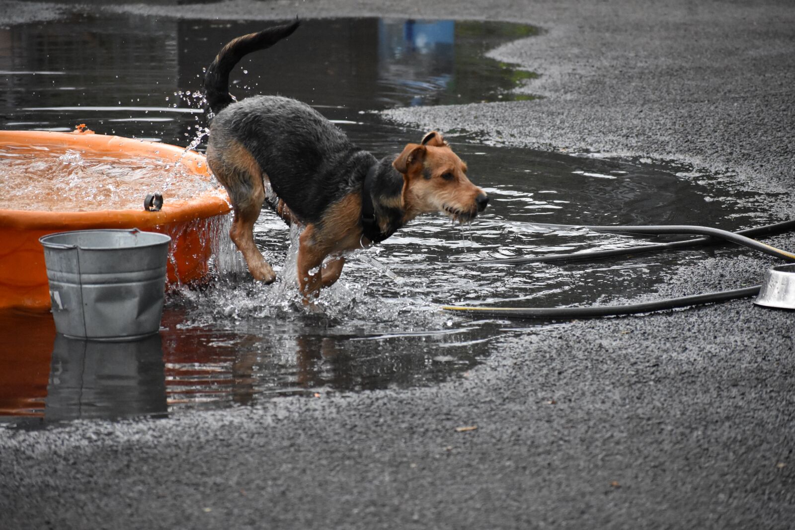 Nikon D3400 sample photo. Wet, outdoors, dog photography