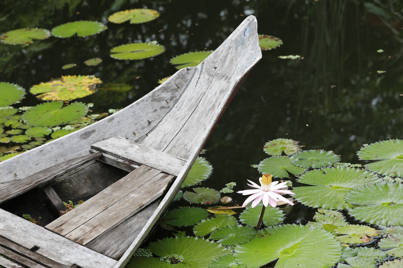 Canon EOS 5D Mark IV sample photo. Nymphaea alba, pond, lotus photography