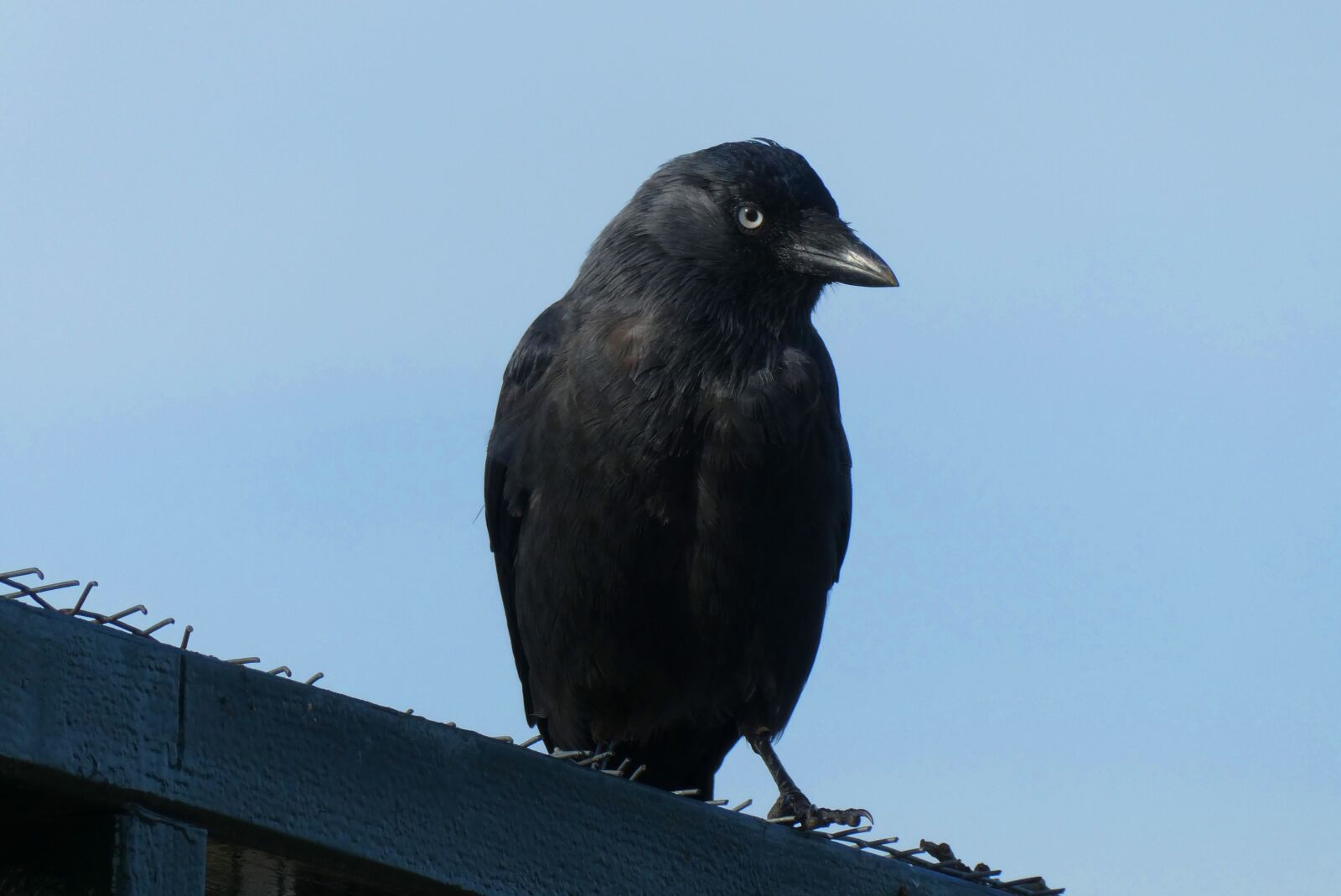 Panasonic Lumix DC-ZS70 (Lumix DC-TZ90) sample photo. Jackdaw, the black bird photography