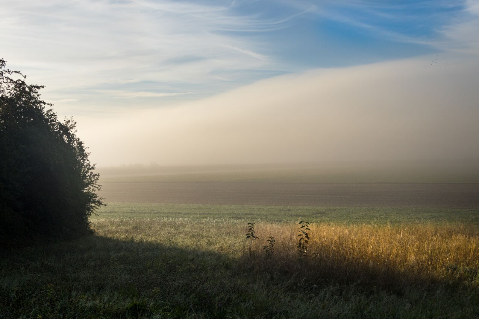 Canon EOS R sample photo. Field, meadow, mood photography