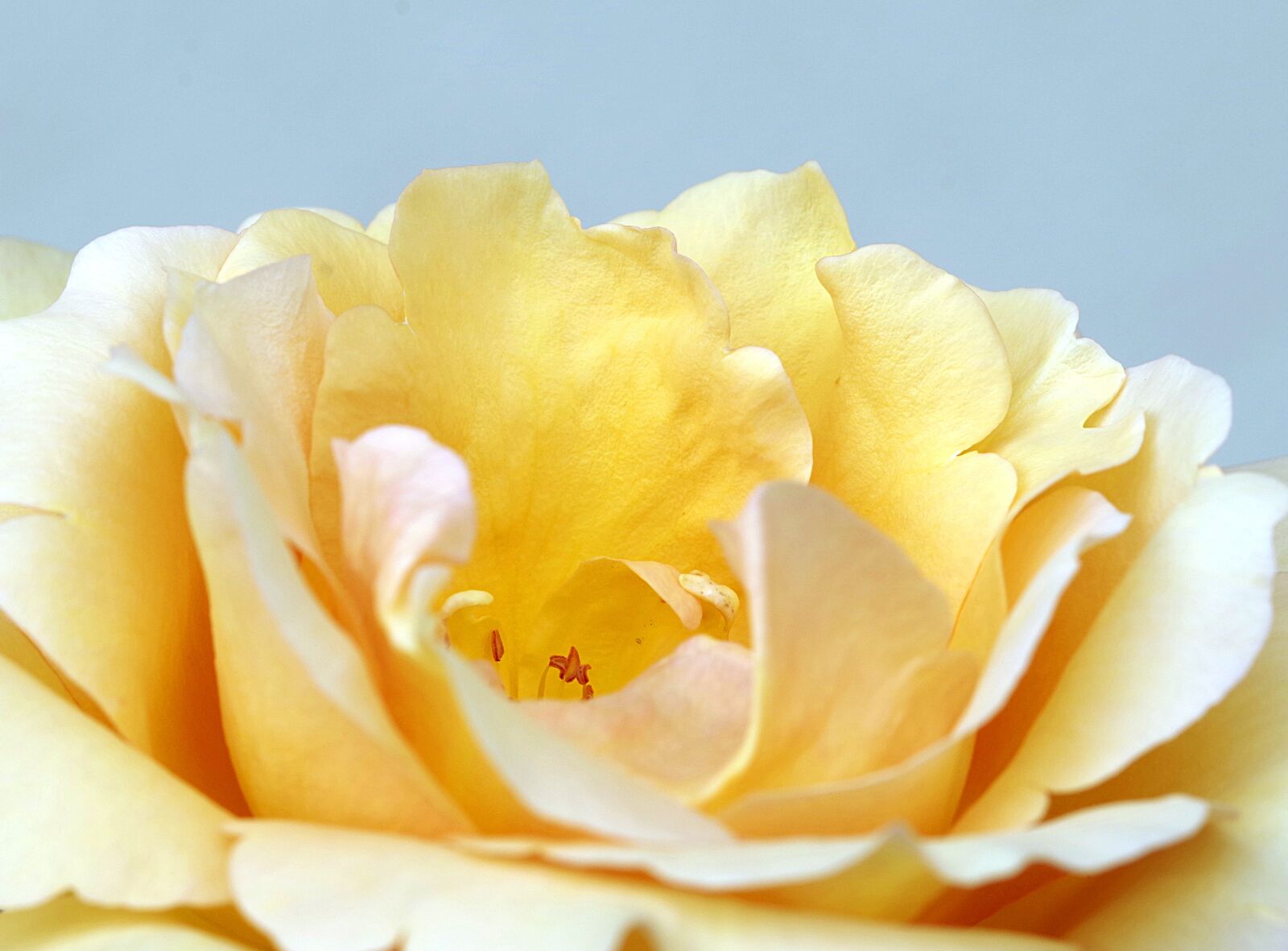 Pentax K-S2 sample photo. Rose, the petals, tea photography