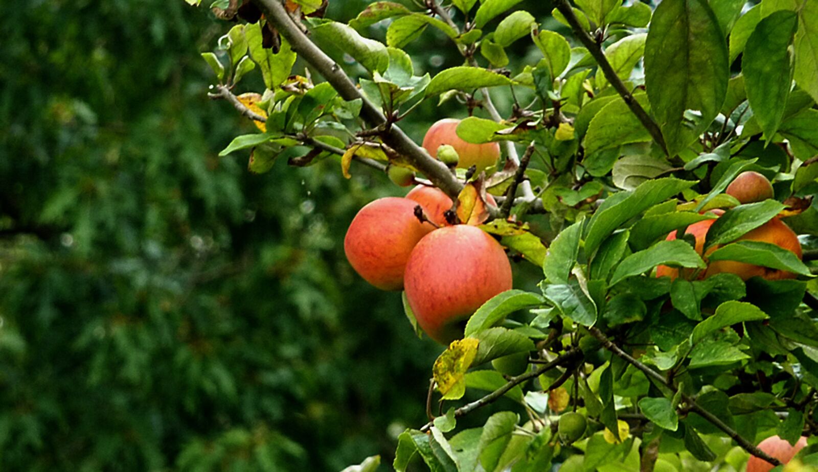 Panasonic DMC-TZ7 sample photo. Apple, fruit, vitamins photography