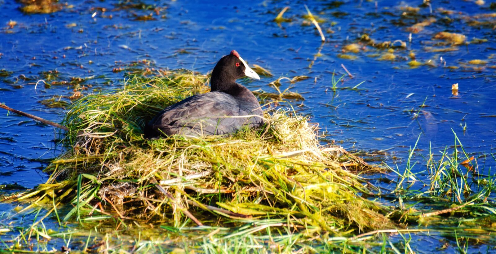 Nikon D7000 sample photo. Red knobbed coot, water photography