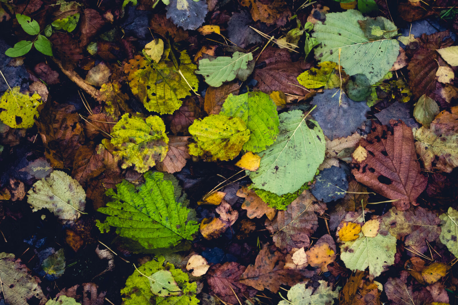 Canon EOS 700D (EOS Rebel T5i / EOS Kiss X7i) sample photo. Autumn, leaves photography