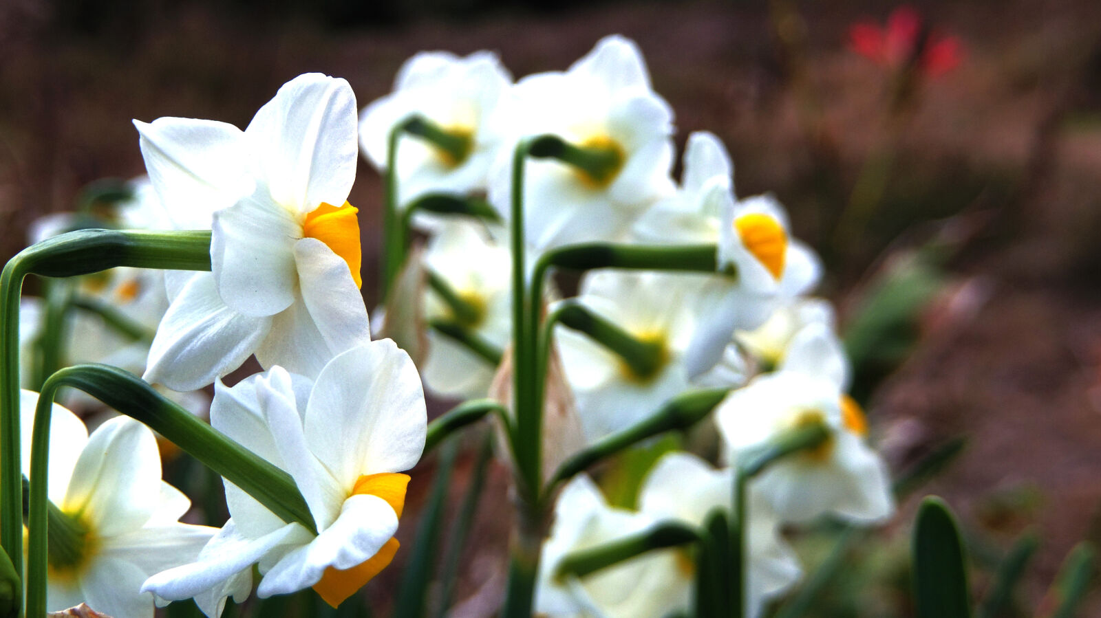 Pentax Q10 sample photo. Flower photography