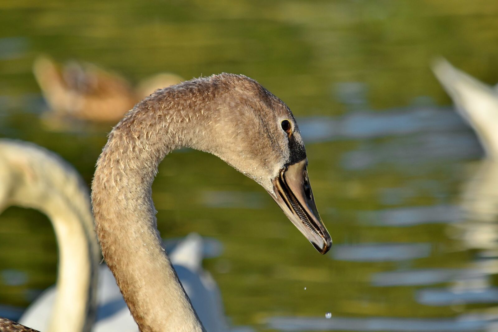 Nikon D5500 sample photo. Flock, movement, neck, swan photography