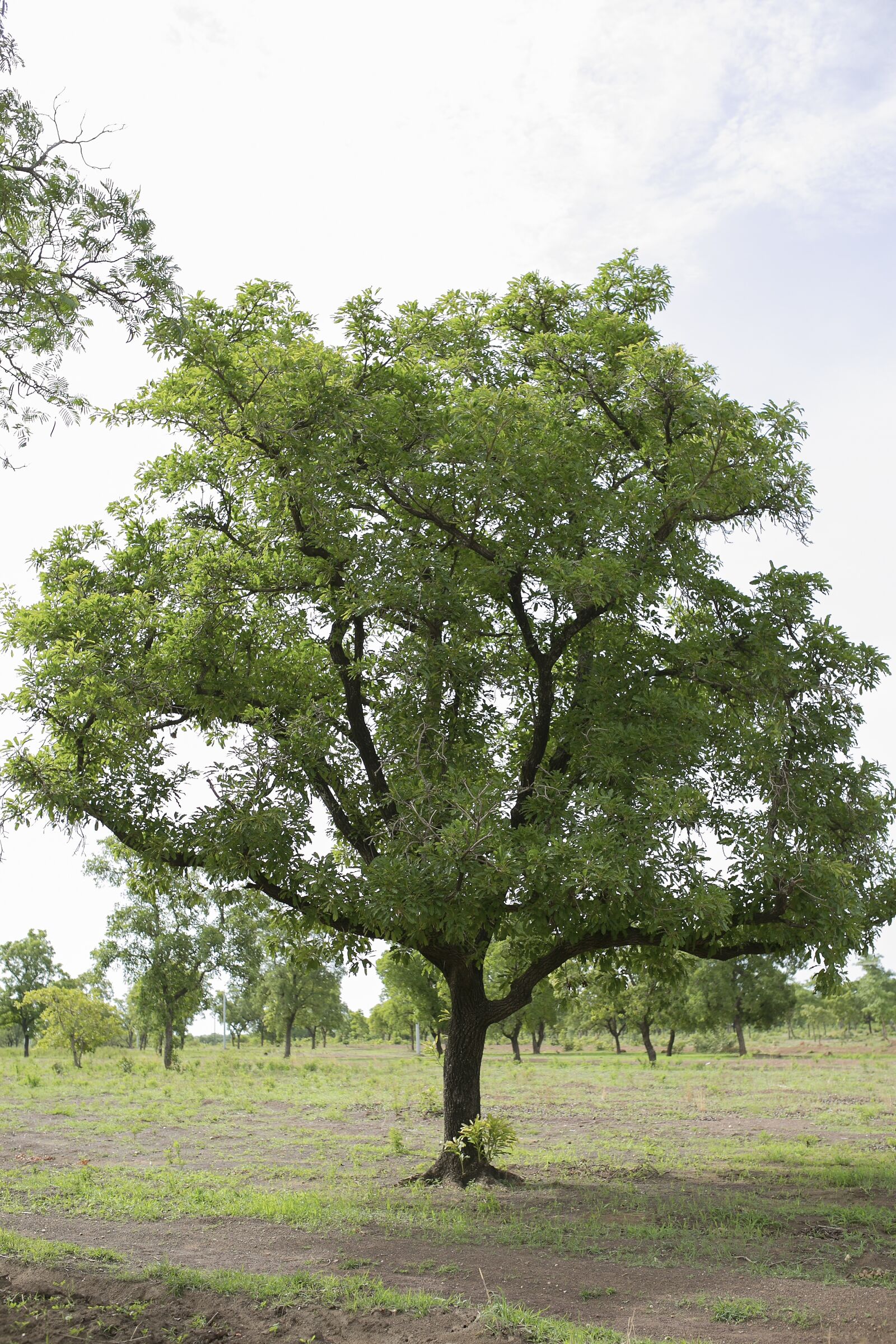Canon EOS 5D Mark III sample photo. Shrub, tree, greenery photography