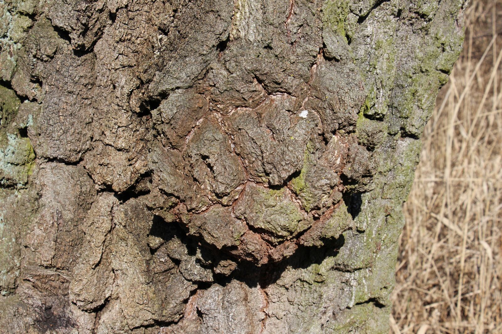 Canon EOS 700D (EOS Rebel T5i / EOS Kiss X7i) sample photo. Tree, bark, log photography