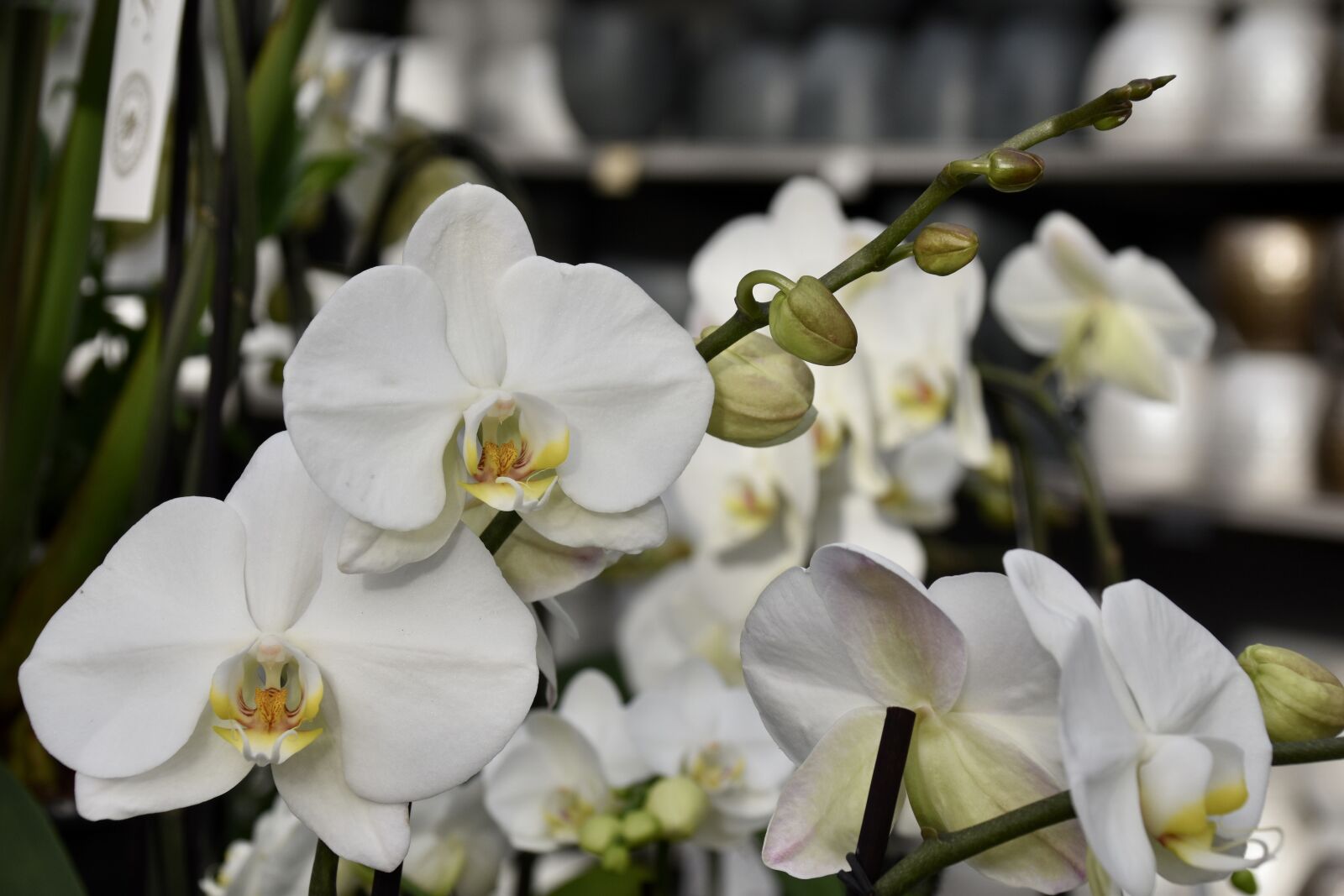 Nikon D5600 sample photo. Flower, orchid, white flower photography