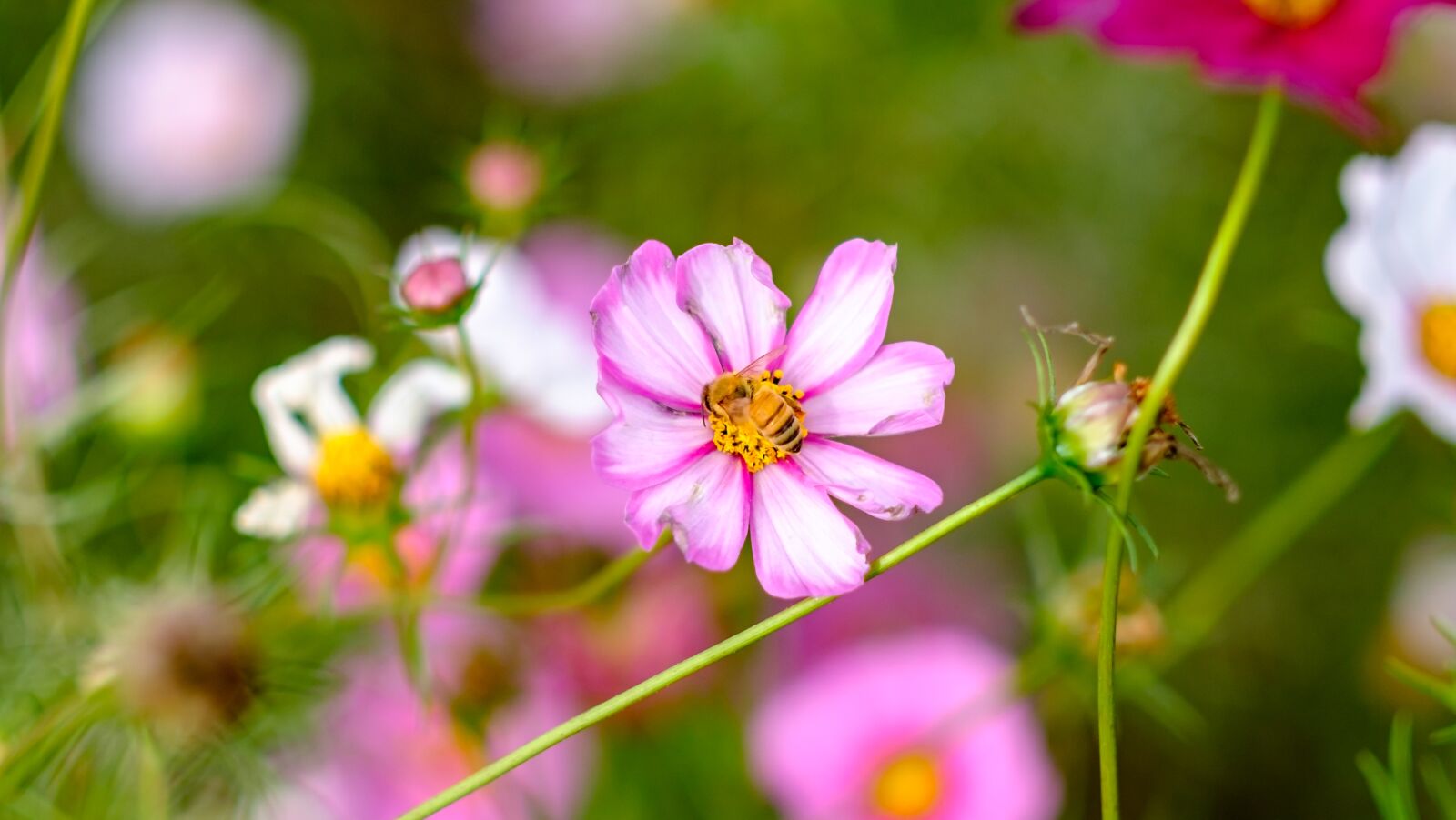 Fujifilm XF 56mm F1.2 R sample photo. Cosmos, flowers, nature photography