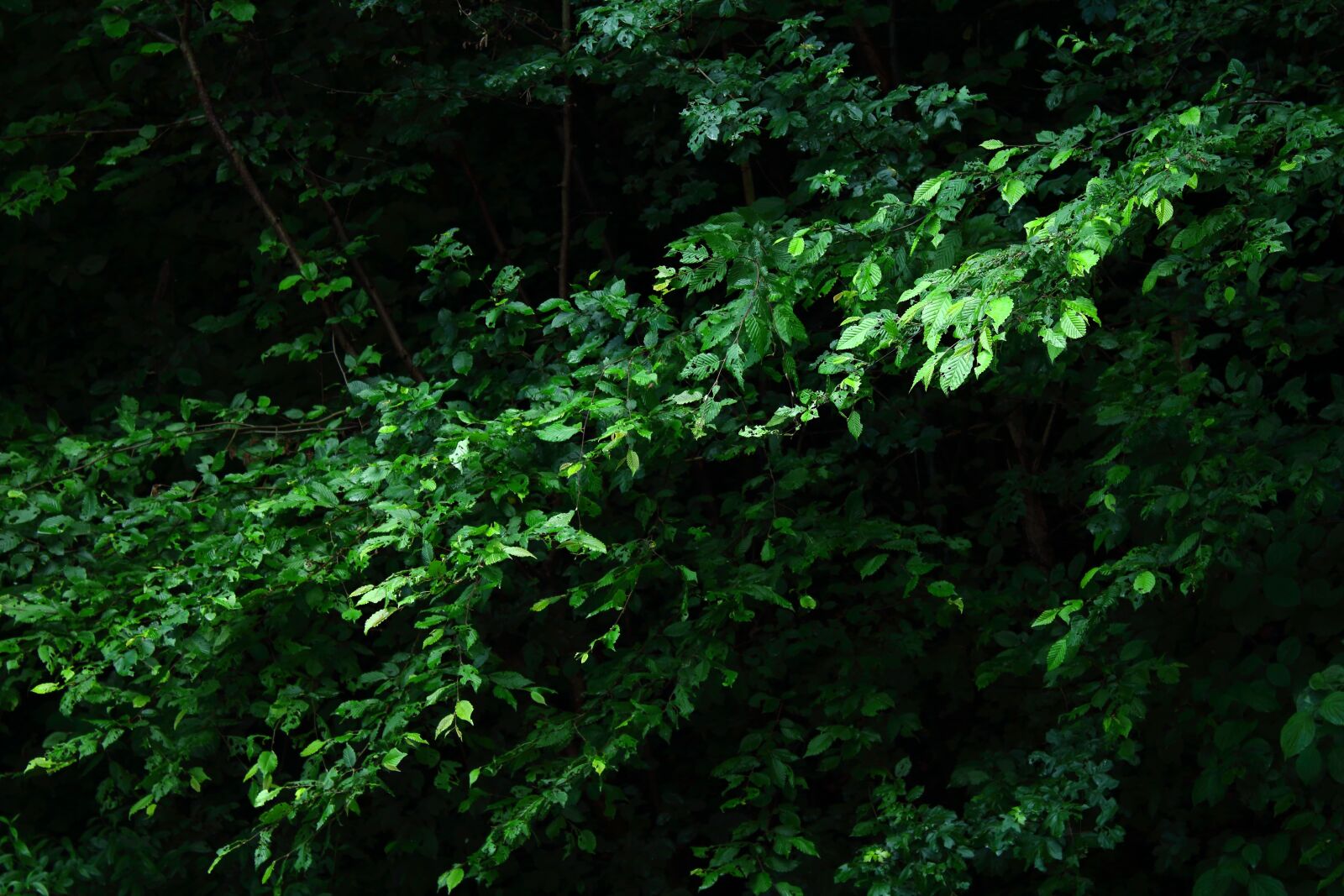 Canon EOS 1300D (EOS Rebel T6 / EOS Kiss X80) sample photo. Leaves, green, dark photography