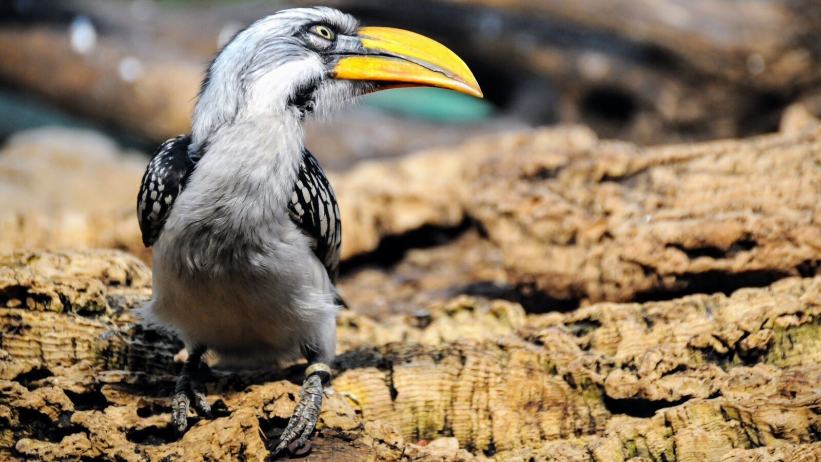 Nikon D300 sample photo. Hornbill, horn birds, v photography