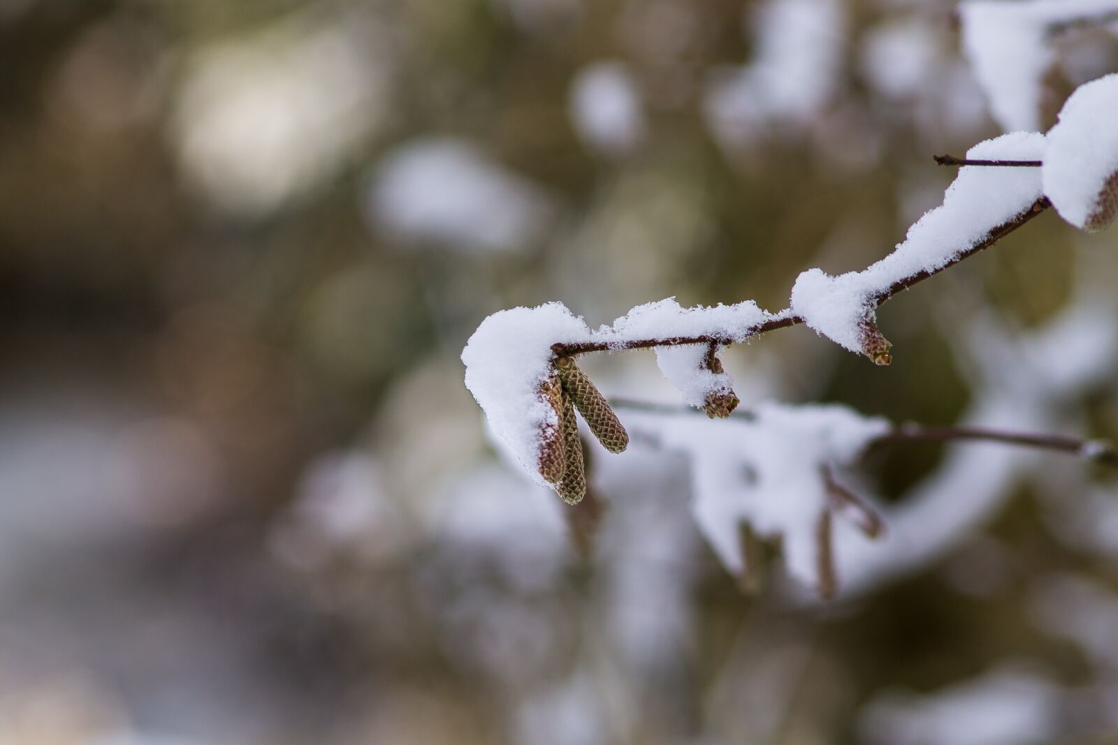 Canon EOS 1100D (EOS Rebel T3 / EOS Kiss X50) sample photo. Birch, bokeh, nature photography