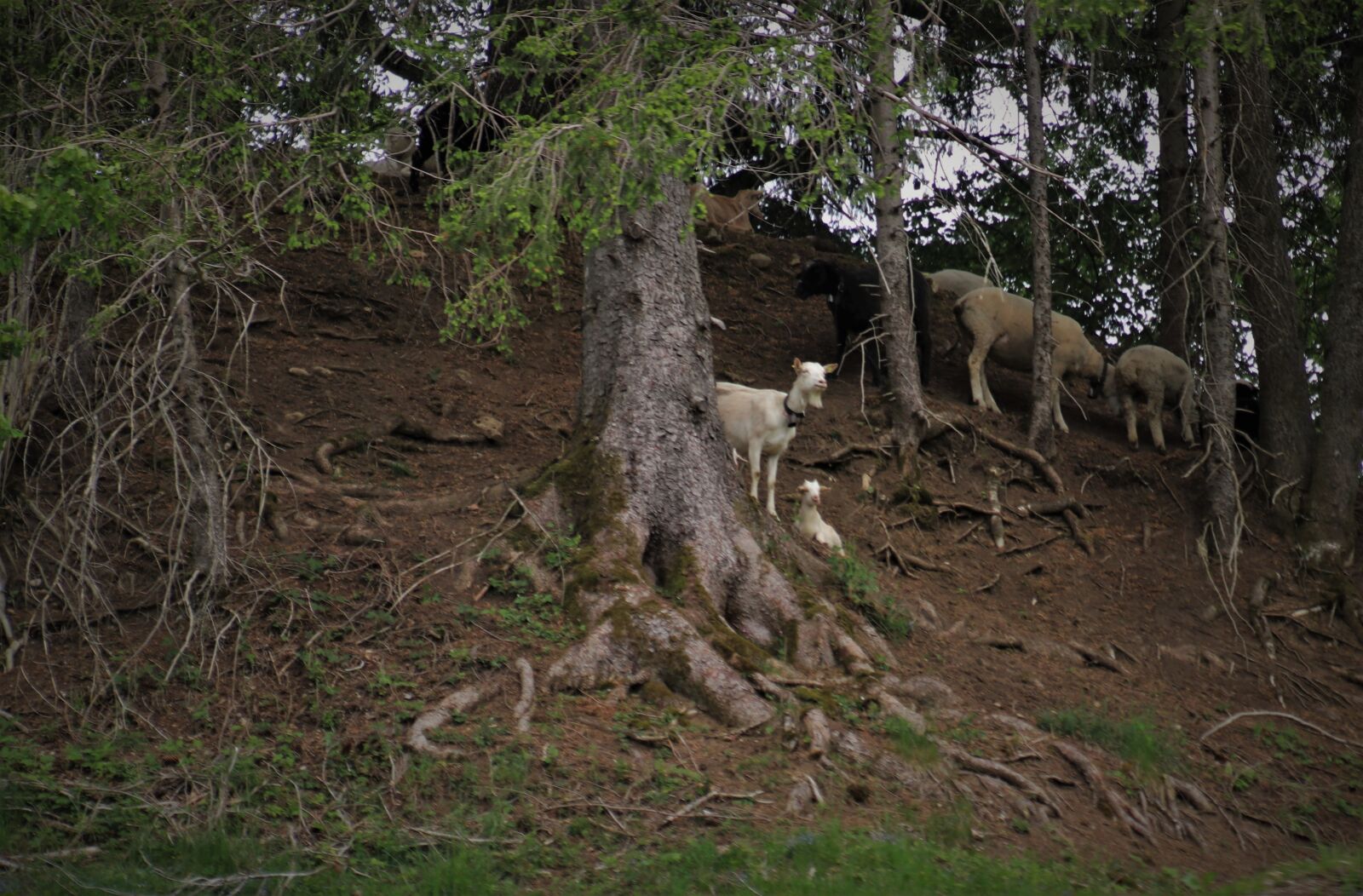 Canon EOS 80D sample photo. Dreary, black forest, goat photography