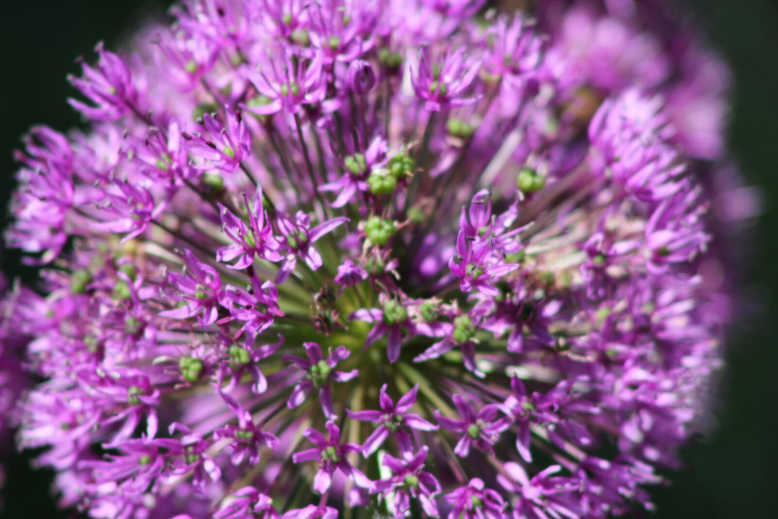 Canon EOS 550D (EOS Rebel T2i / EOS Kiss X4) sample photo. Flower, purple, backdrop photography