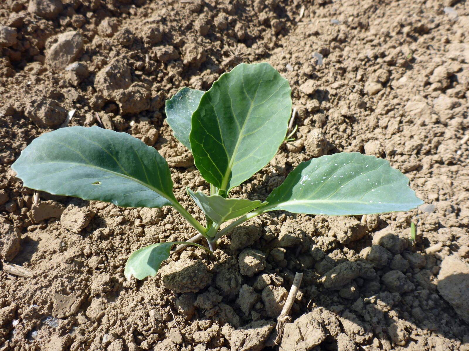 Panasonic Lumix DMC-TS5 (Lumix DMC-FT5) sample photo. Kohlrabi, seedling, field photography