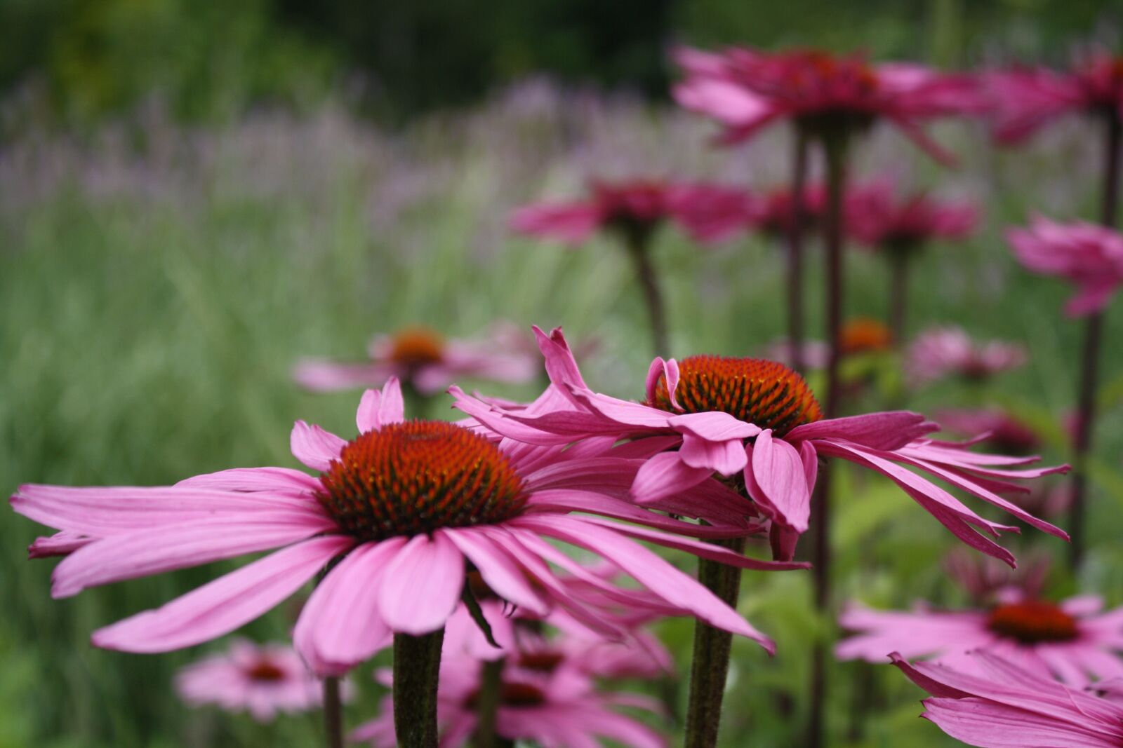 Canon EOS 1000D (EOS Digital Rebel XS / EOS Kiss F) sample photo. Flower heads, garden, nature photography