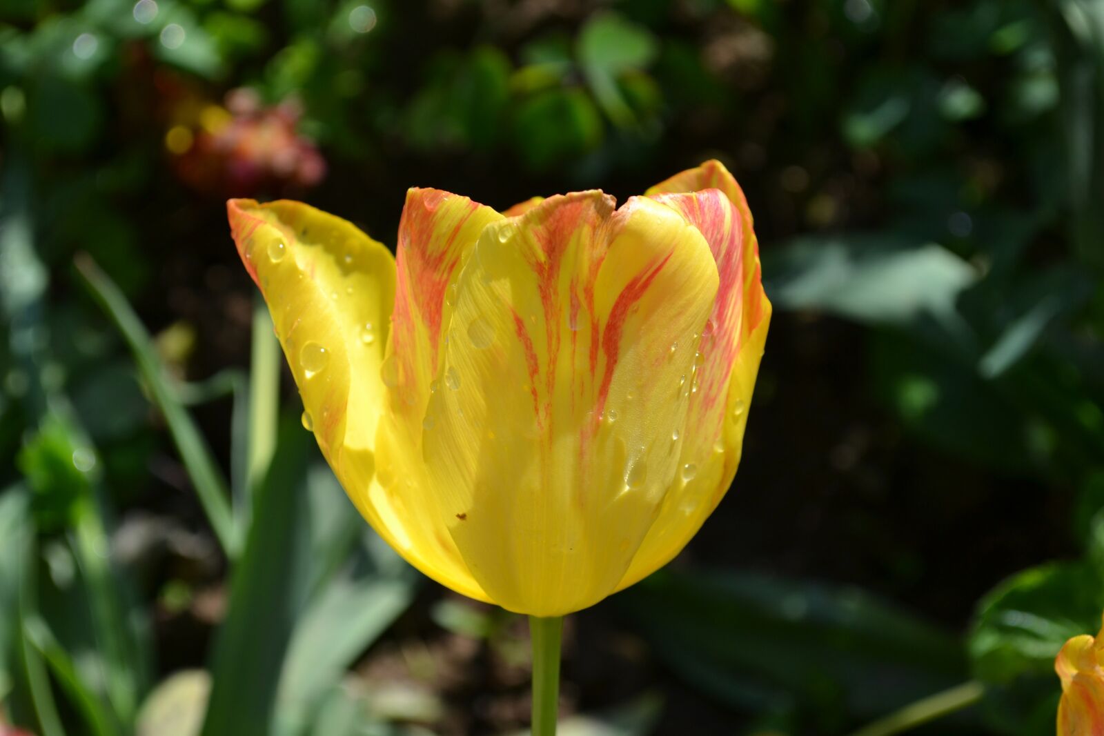 Nikon D3100 sample photo. Tulip, flowers, photography photography