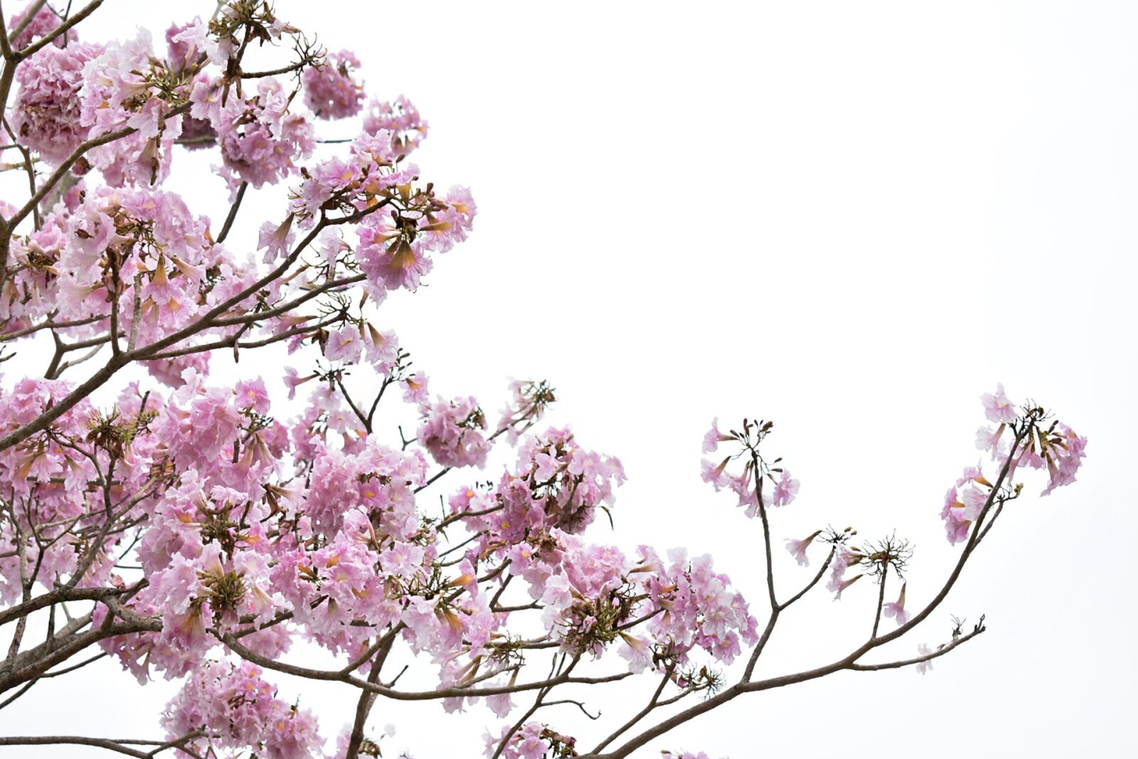 Nikon D3400 sample photo. Flowers, spring, nature photography