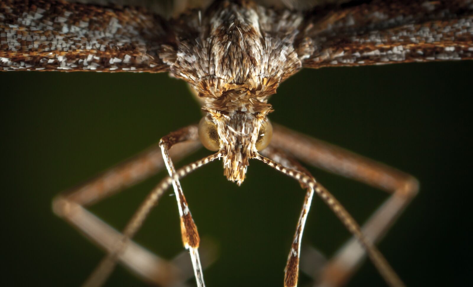 Canon EOS 5D Mark II + Canon MP-E 65mm F2.5 1-5x Macro Photo sample photo. Insect, bespozvonochnoe, nature photography