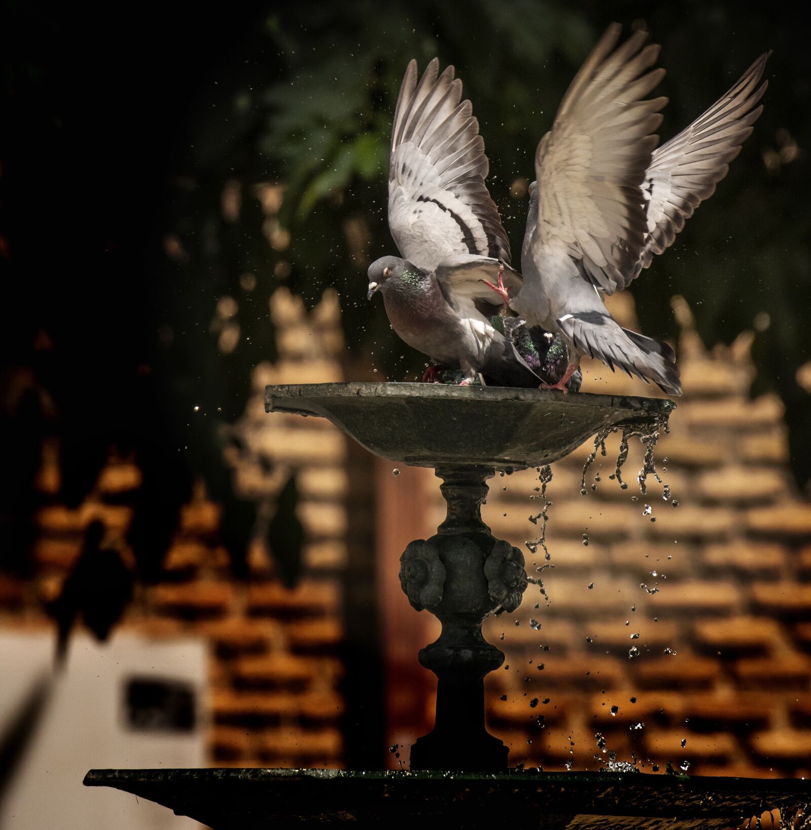 Nikon D810 sample photo. Pigeons playing, couple, water photography