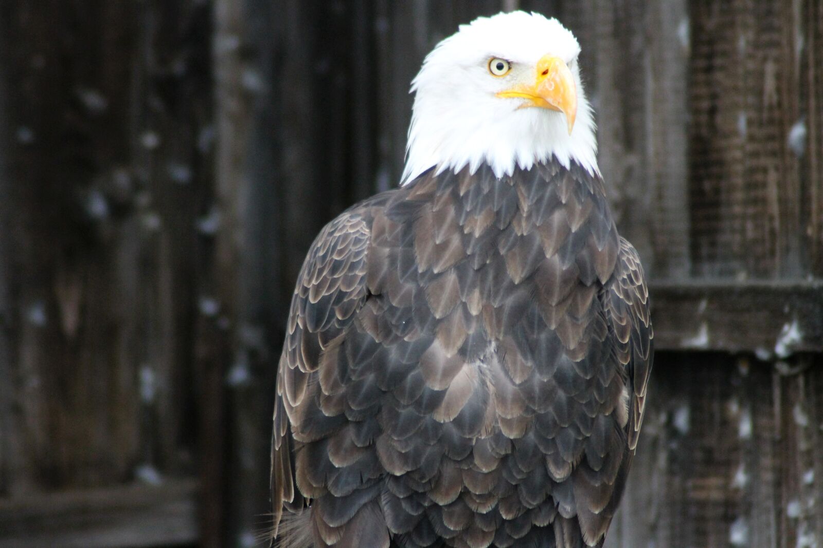 Canon EOS 1100D (EOS Rebel T3 / EOS Kiss X50) sample photo. Black bald eagles, adler photography