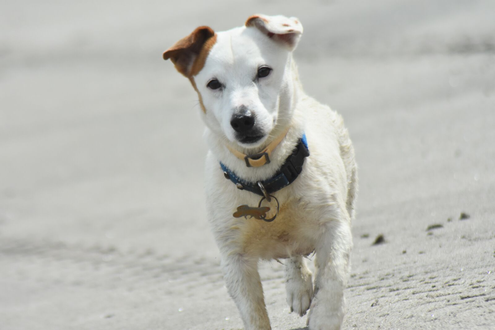 Nikon D7200 sample photo. Dog, pet, puppy photography