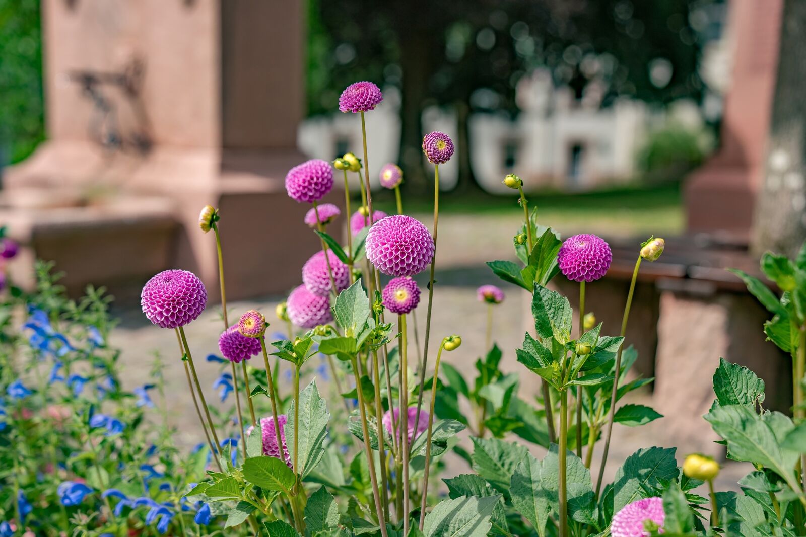 Sony a7R II + Sony FE 24-70mm F2.8 GM sample photo. Flower, plant, garden photography