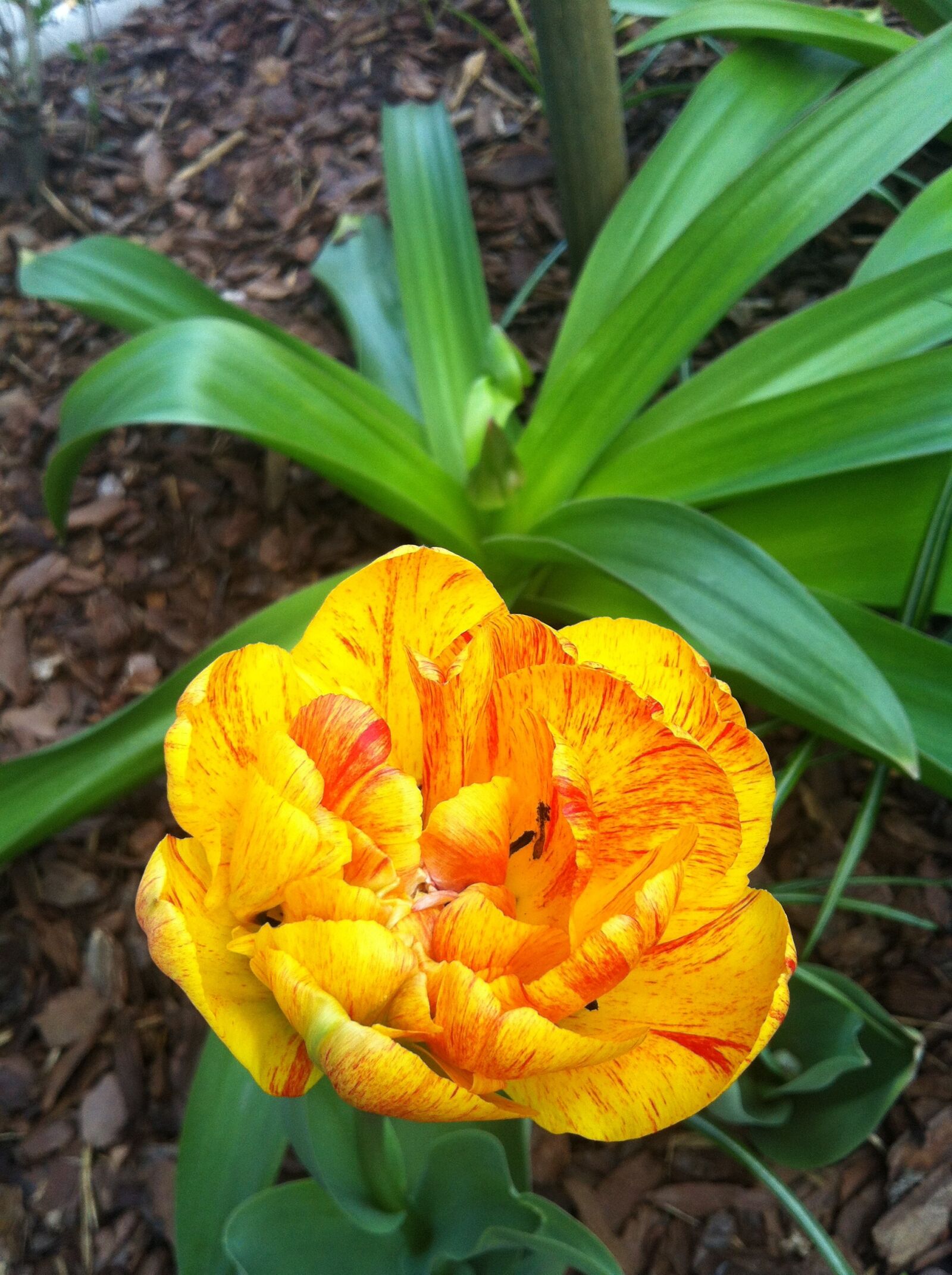 Apple iPhone 4 sample photo. Flower, flowers, garden photography
