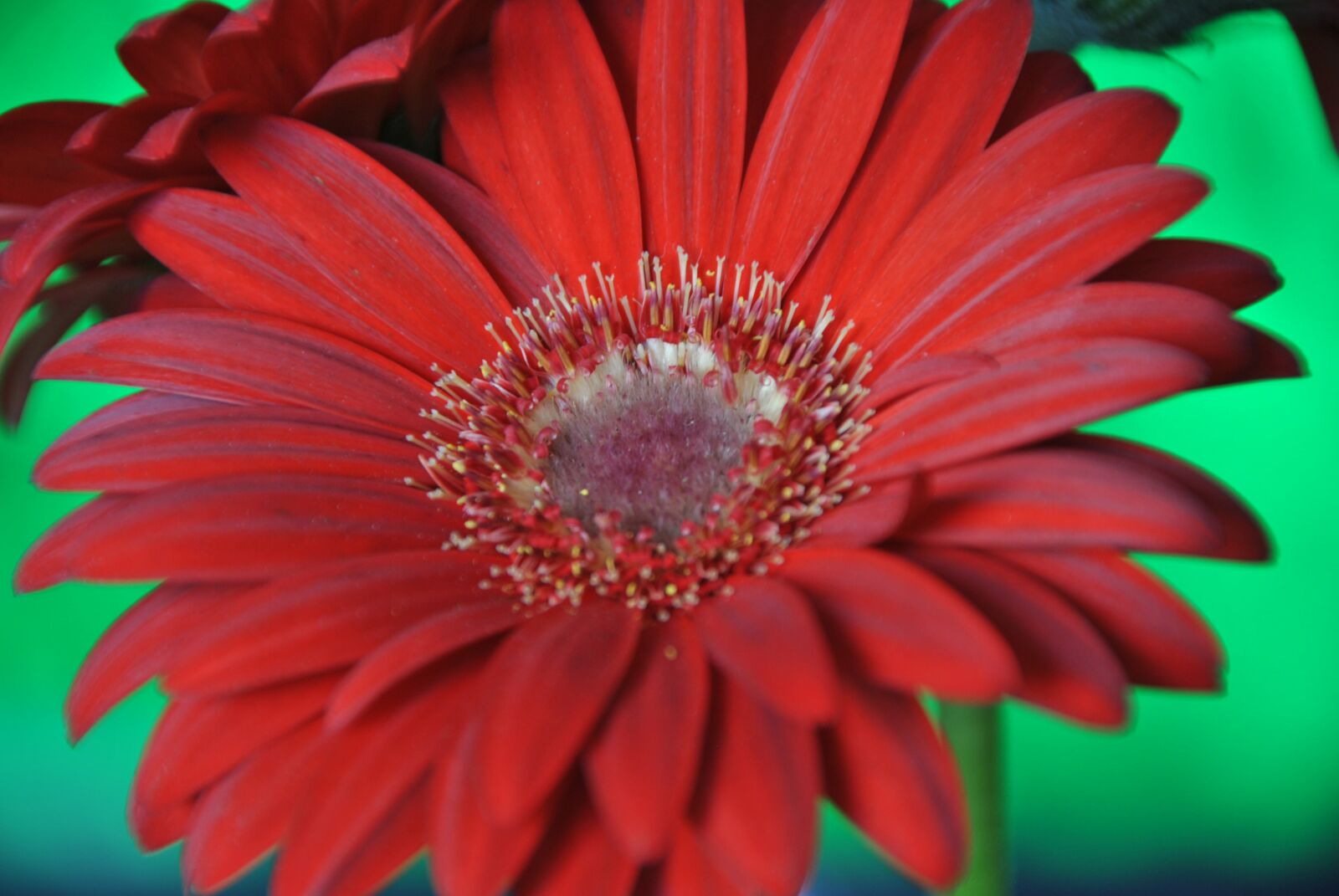 Nikon D3000 sample photo. Flowers, flower, gerbera photography
