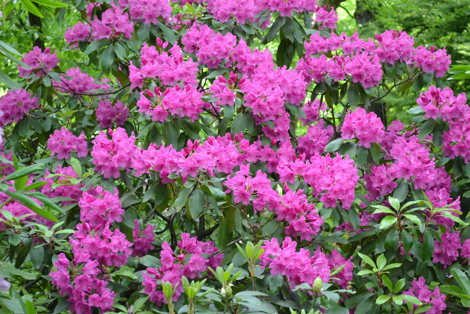 Nikon D3100 sample photo. Flowers, nature, plant photography