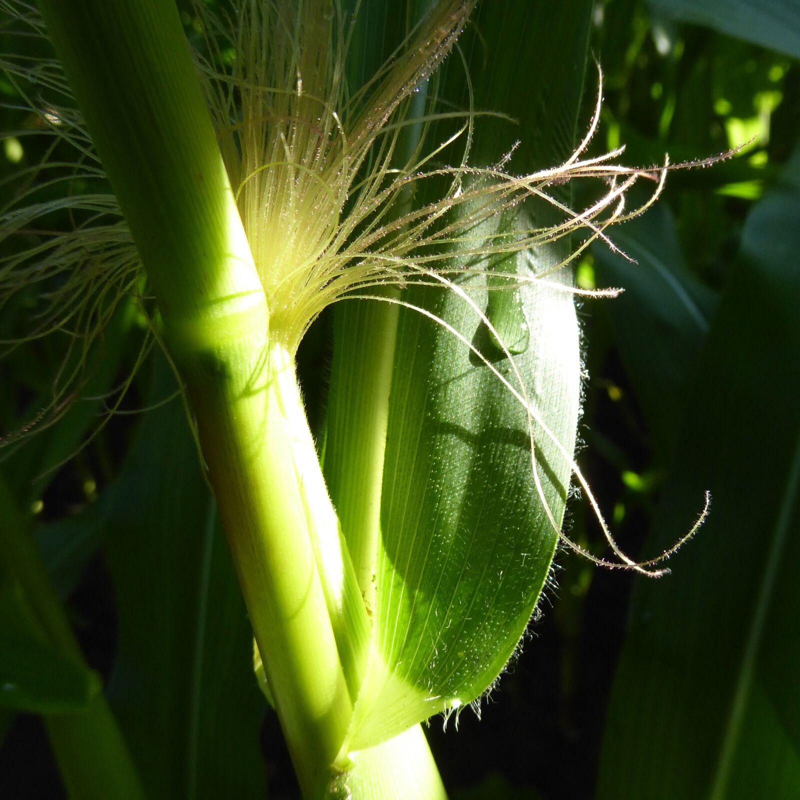 Panasonic Lumix DMC-ZS50 (Lumix DMC-TZ70) sample photo. Corn, sunlight, morning photography