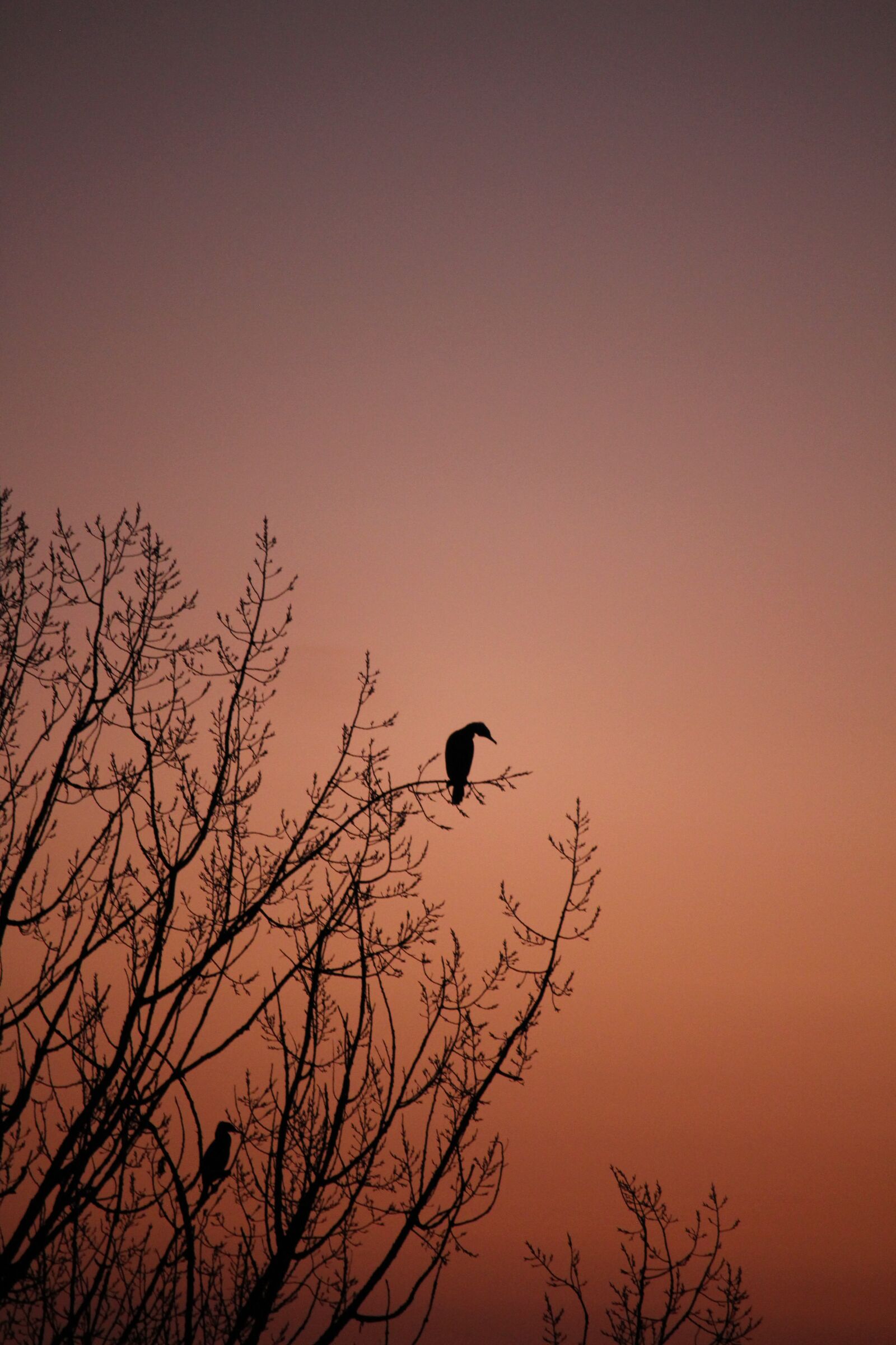 Canon EOS 100D (EOS Rebel SL1 / EOS Kiss X7) sample photo. Cormorant, bird, animal photography