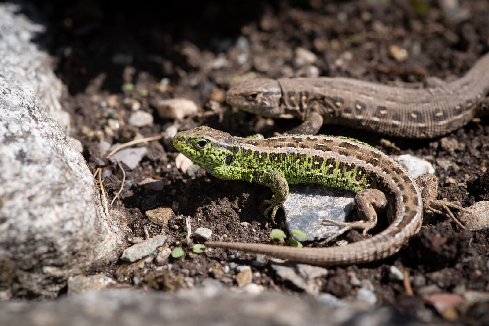 Nikon D750 sample photo. Lizards, animals, reptile photography