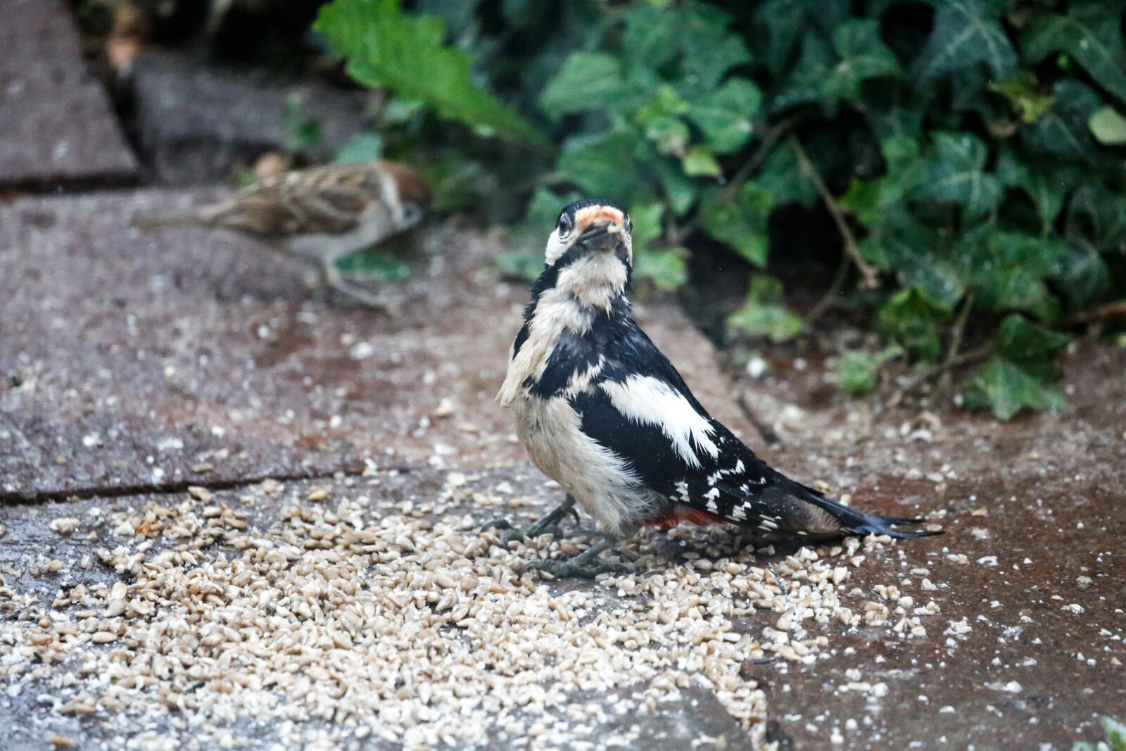 Canon EF 100-400mm F4.5-5.6L IS USM sample photo. Woodpecker, bird, food photography