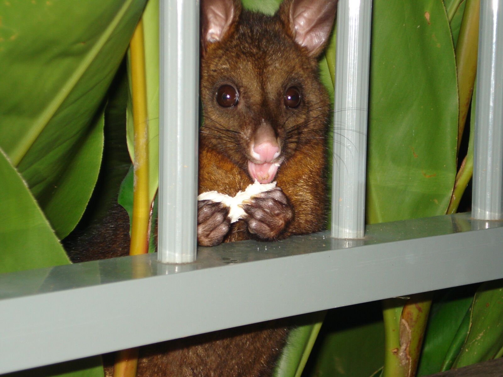 Sony DSC-W55 sample photo. Possum, possum eating, hamilton photography