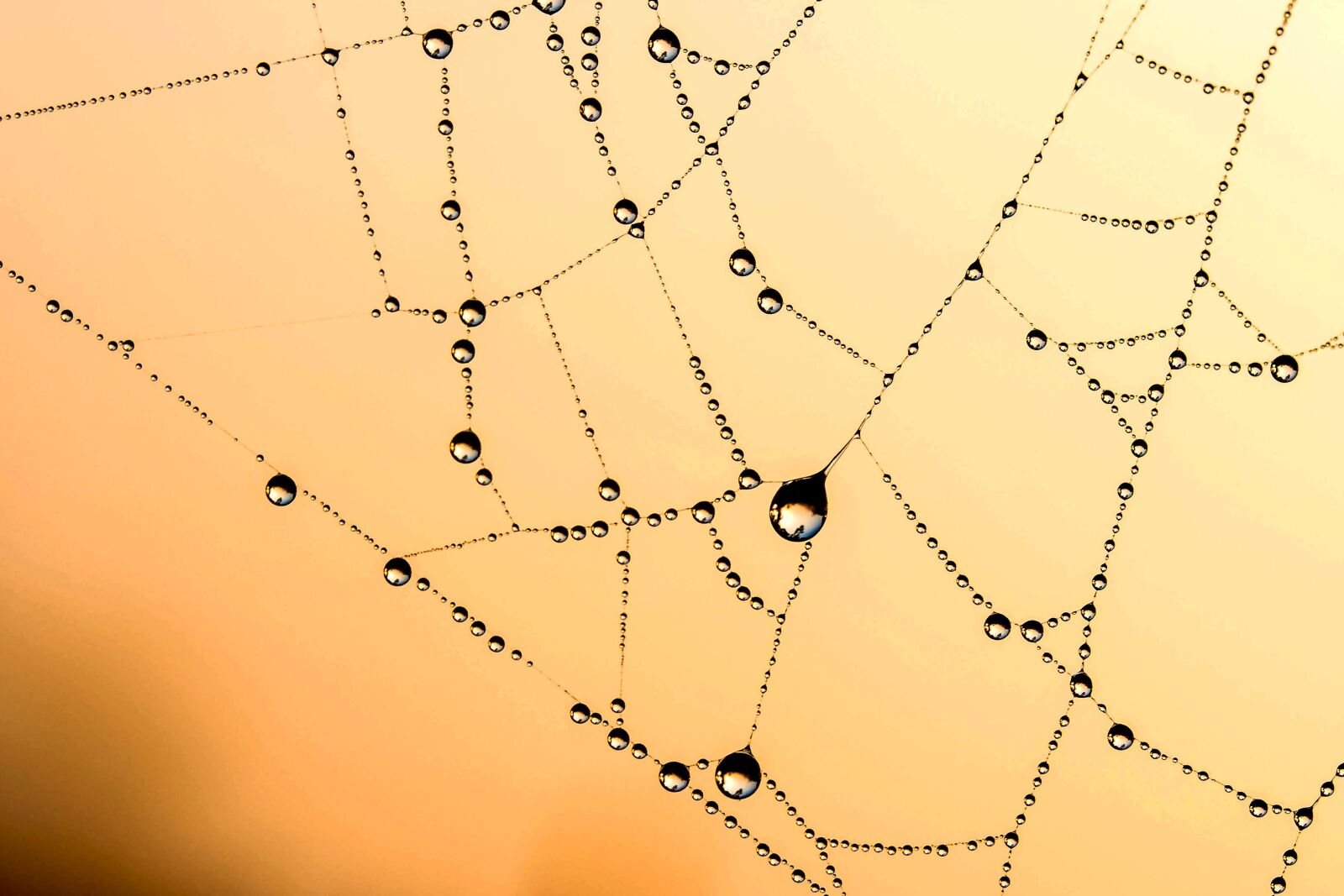 Canon EOS 650D (EOS Rebel T4i / EOS Kiss X6i) sample photo. Beaded, cobweb, web photography