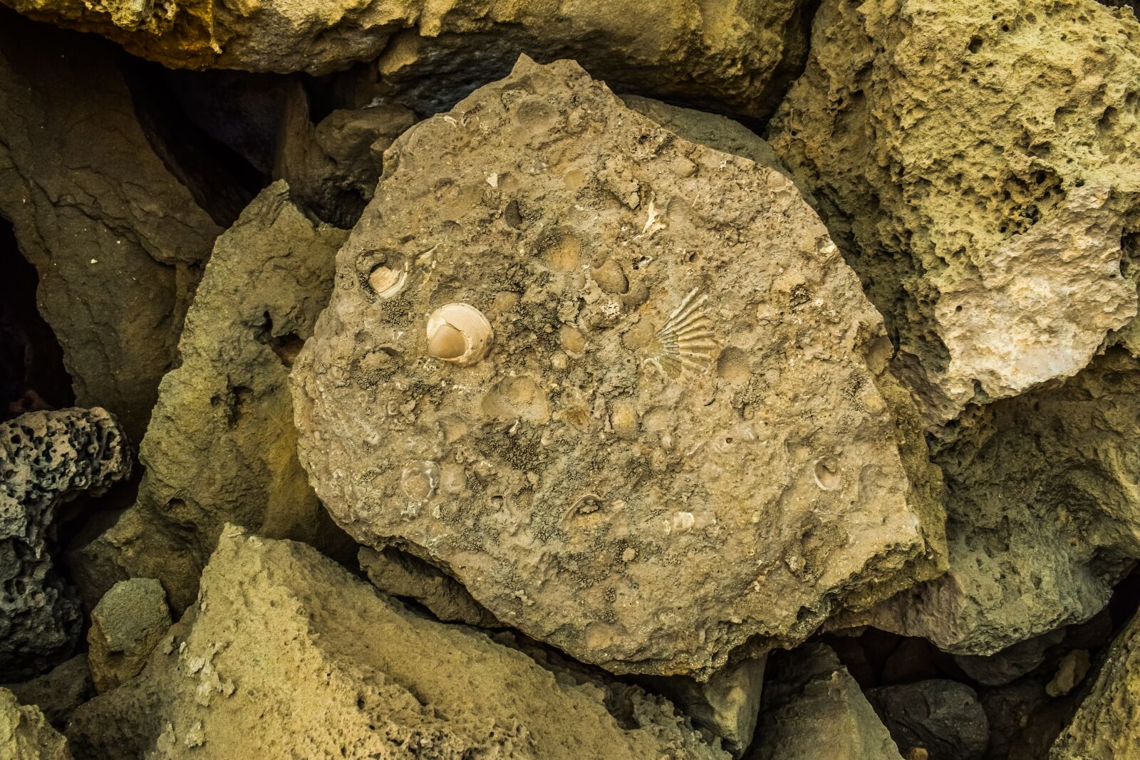Nikon D3300 sample photo. Rock, fossils, petrified photography