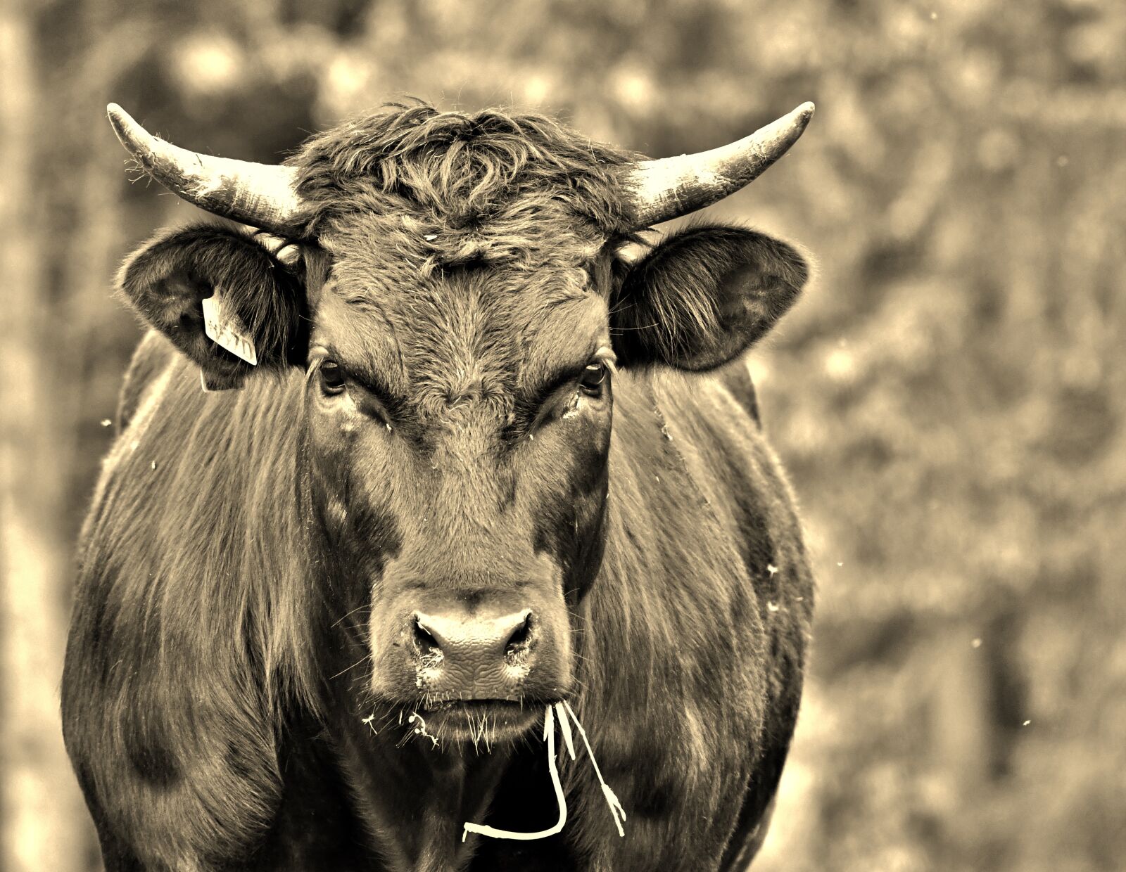 Nikon D500 sample photo. Cow, black, cattle photography