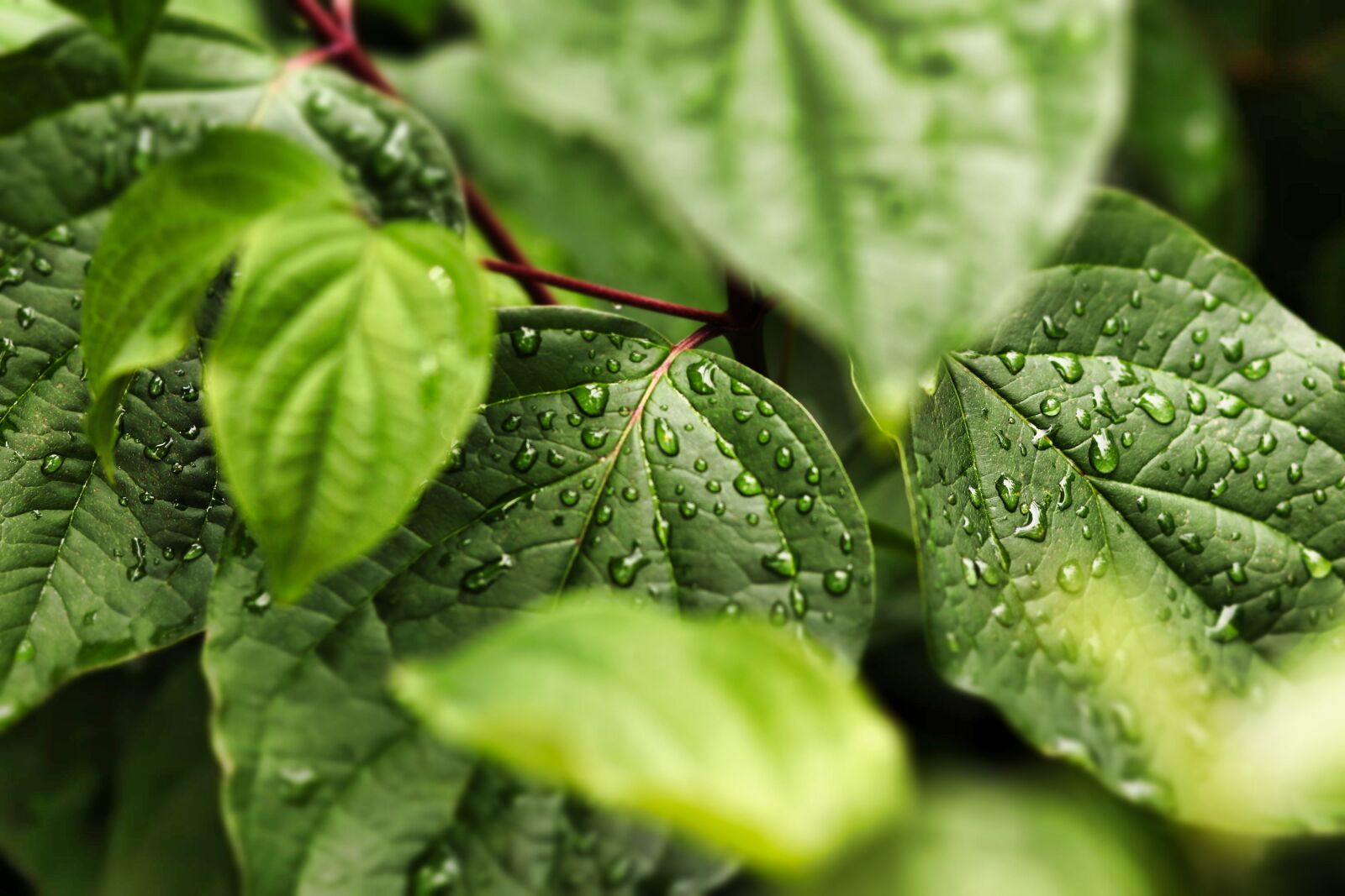 Canon EOS 80D + Canon EF 85mm F1.8 USM sample photo. Leaves, drip, nature photography