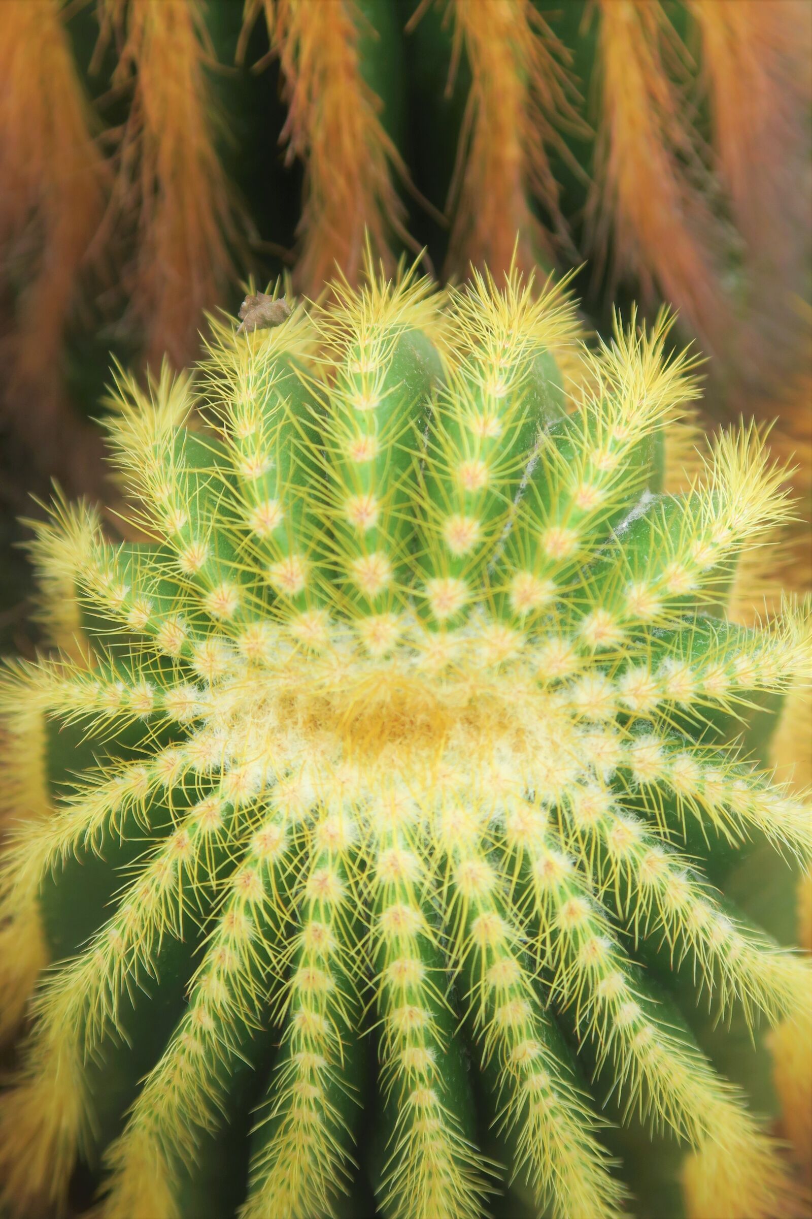 Canon PowerShot G7 X sample photo. Cactus, nature, desert photography