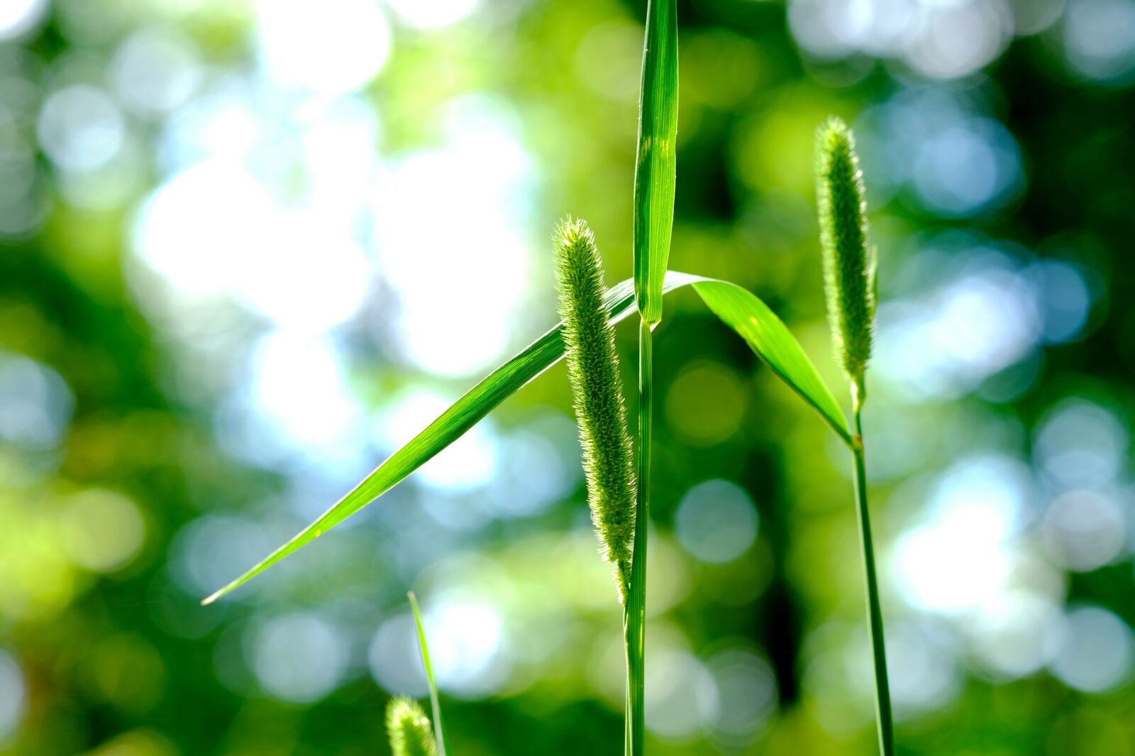 Fujifilm X-T20 sample photo. Millet, wild grasses, forest photography