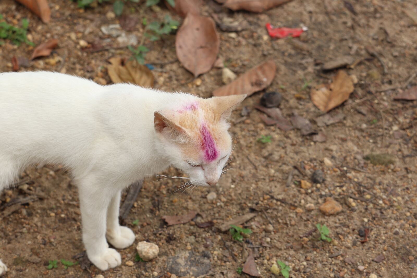 Canon EOS 250D (EOS Rebel SL3 / EOS Kiss X10 / EOS 200D II) sample photo. Kerala, village, cat photography