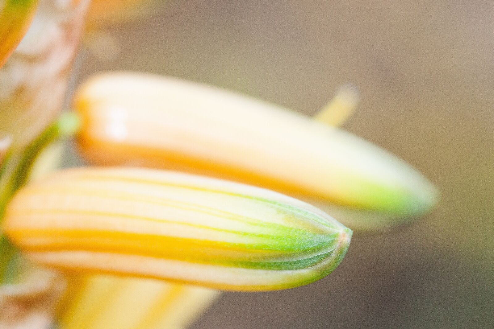 Canon EOS 50D sample photo. Flower, plant, tender photography