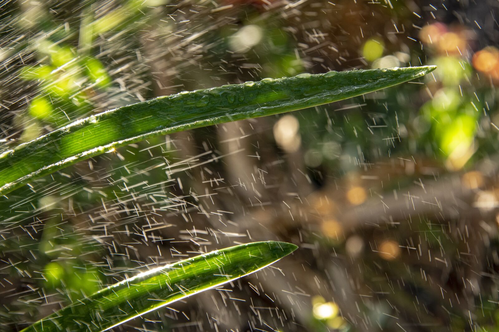 Nikon D600 sample photo. Leaves, nature, green photography