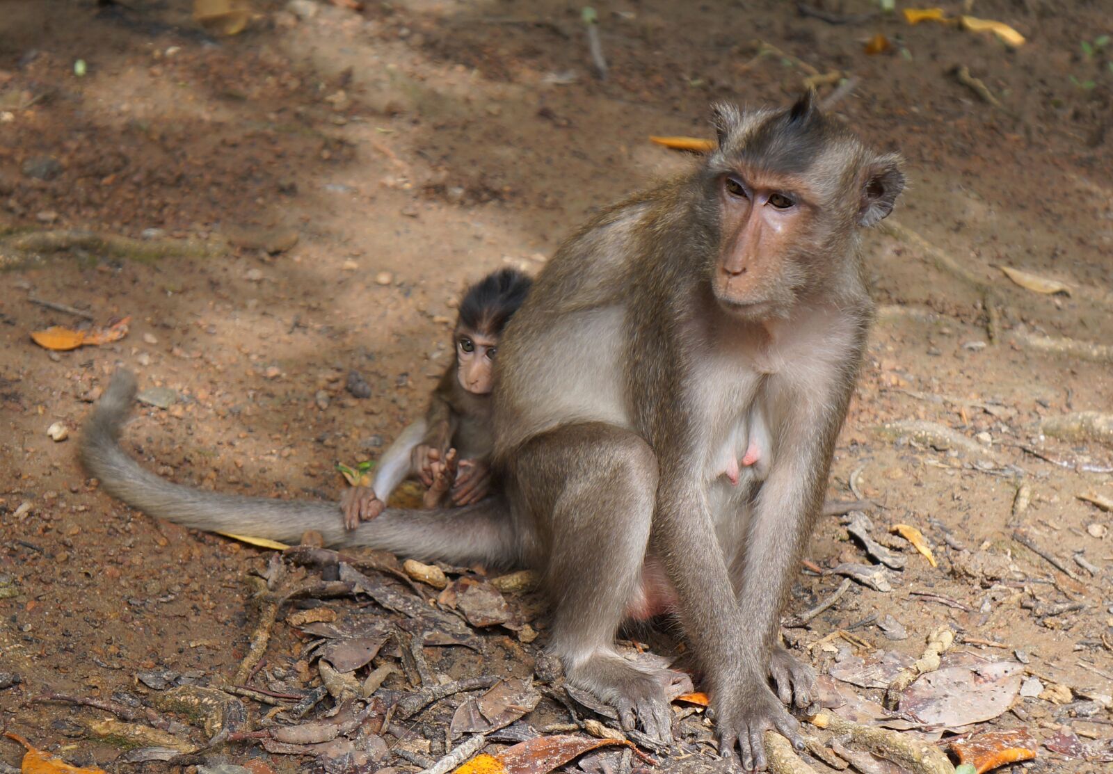 Sony Alpha NEX-F3 + Sony E 18-55mm F3.5-5.6 OSS sample photo. Monkey, mother and son photography