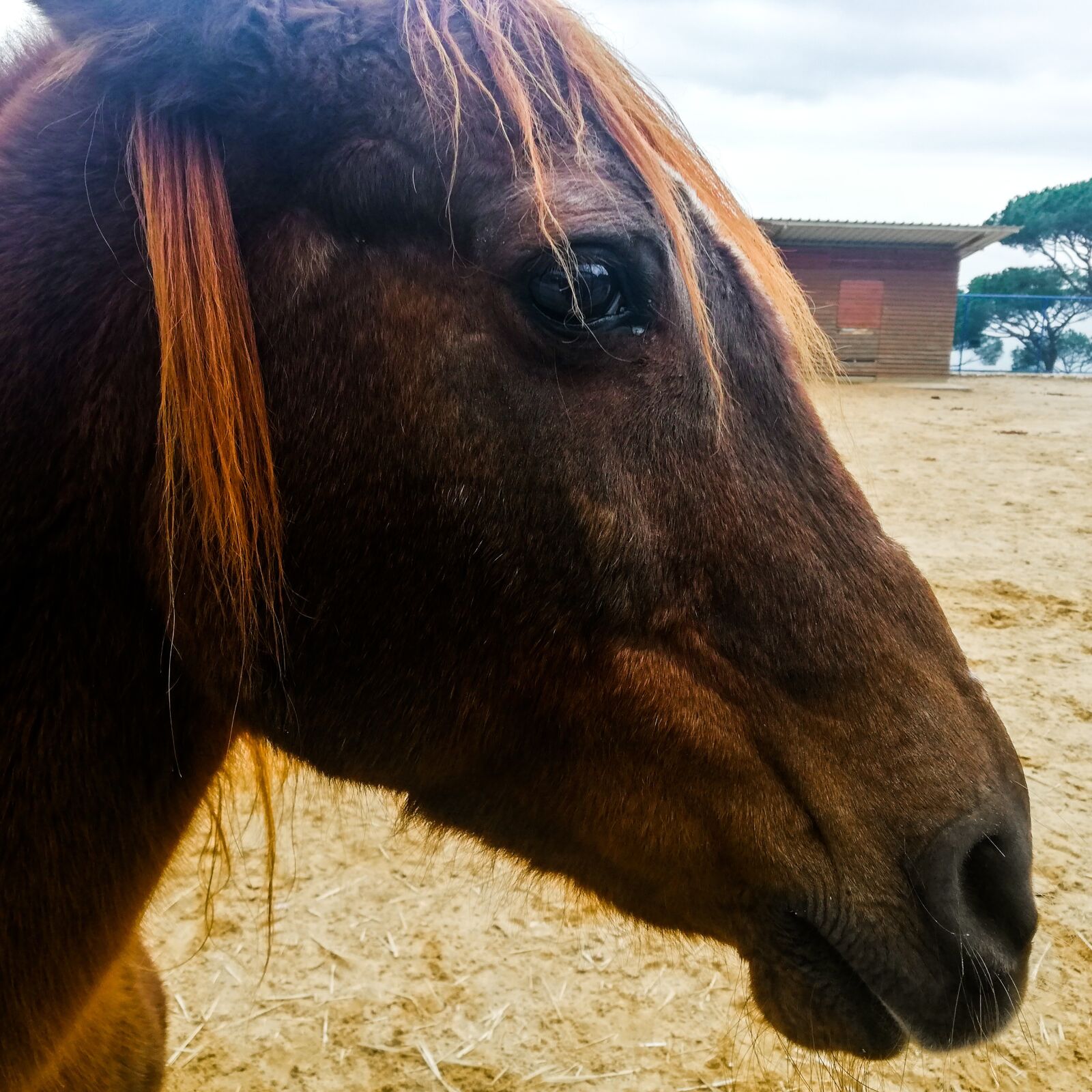 HUAWEI P20 lite sample photo. Horse, farm, animal photography