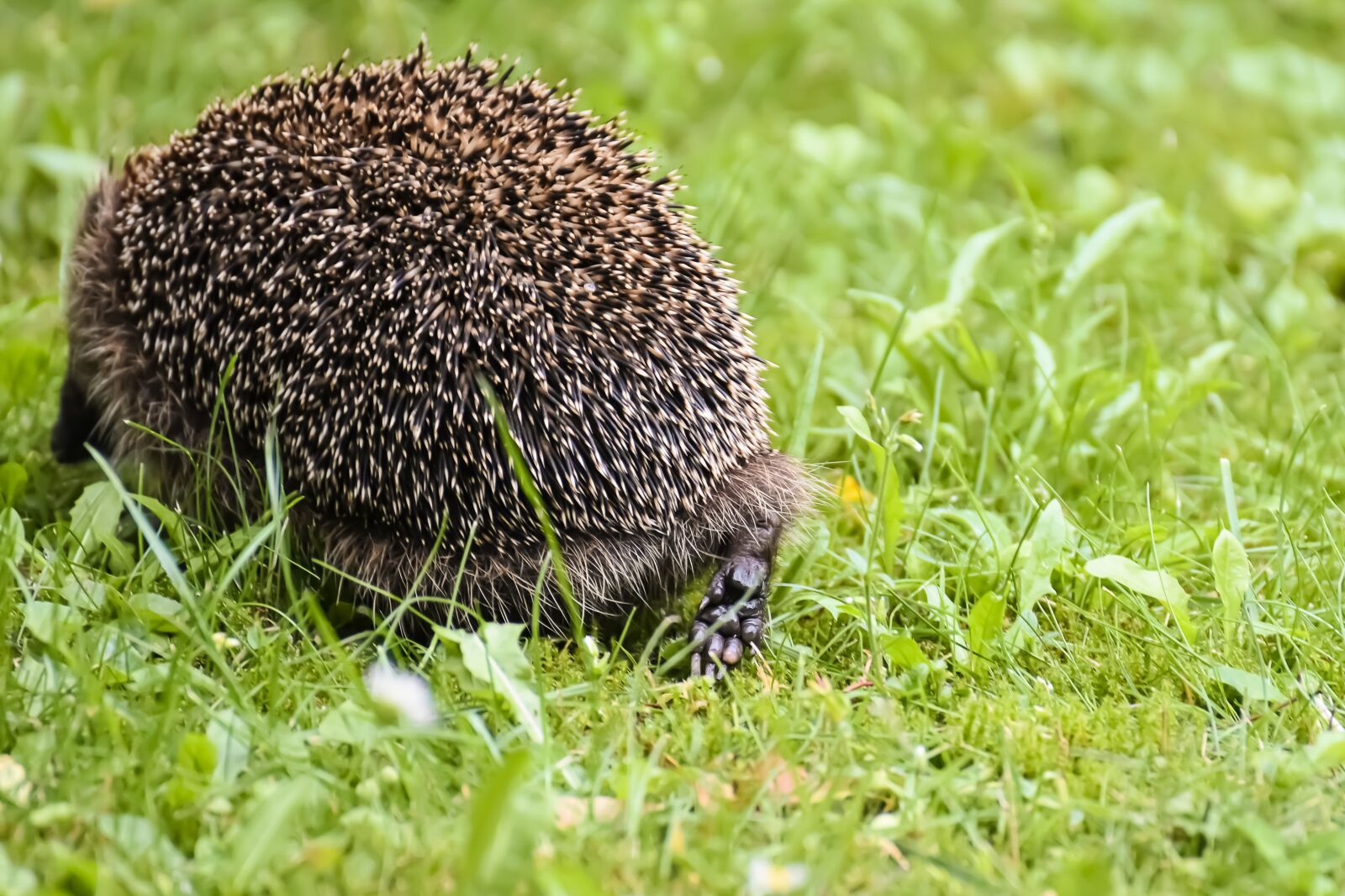 Nikon D7200 sample photo. Hedgehog, wild animal, run photography
