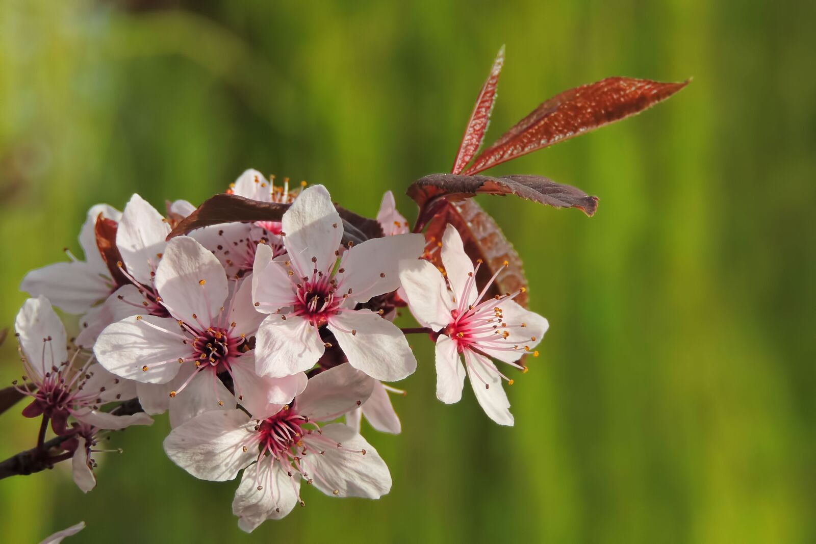 Nikon Coolpix P520 sample photo. Tree, flowers, nature photography